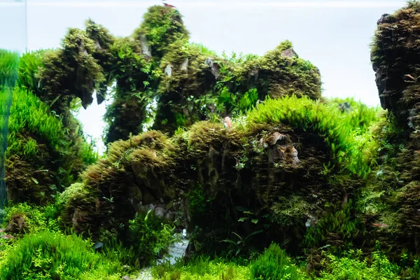 Wasserpflanzenbecken Mit Drachensteinanordnung Auf Bodensubstrat Mit Pflanze Hemianthus Callitrichoides Cuba — Stockfoto