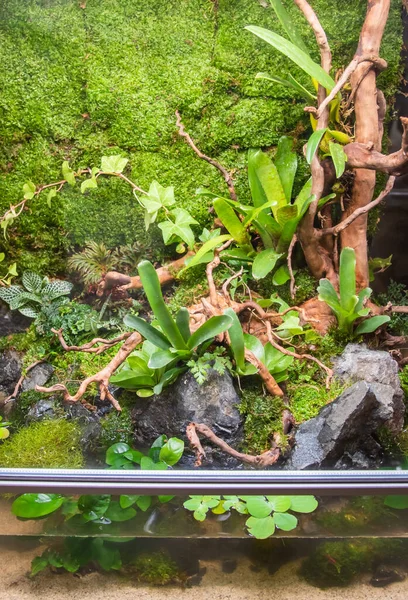 Mały Ogród Stylu Terrarium Skałą Drewnem Dryfującym Szklanym Pojemniku Zawierającym — Zdjęcie stockowe