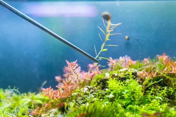 淡水水族館に木を植えるための作物は水の植物をねじっています — ストック写真