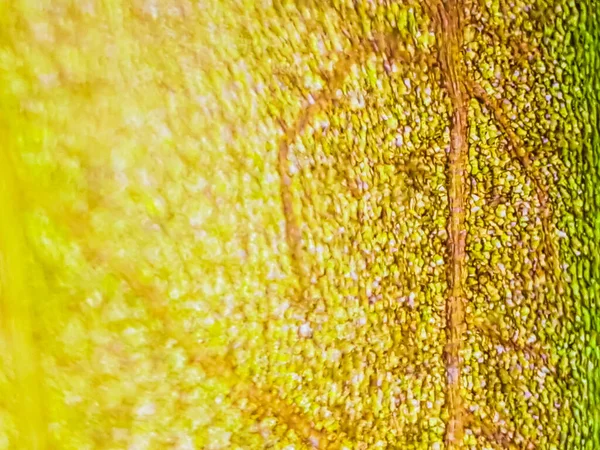 显微镜下 红色水生植物细胞的抽象模糊闭合镜头 — 图库照片