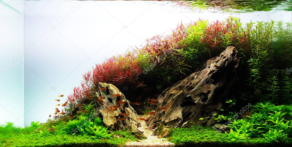 nature style aquarium tank with a variety of aquatic plants inside.