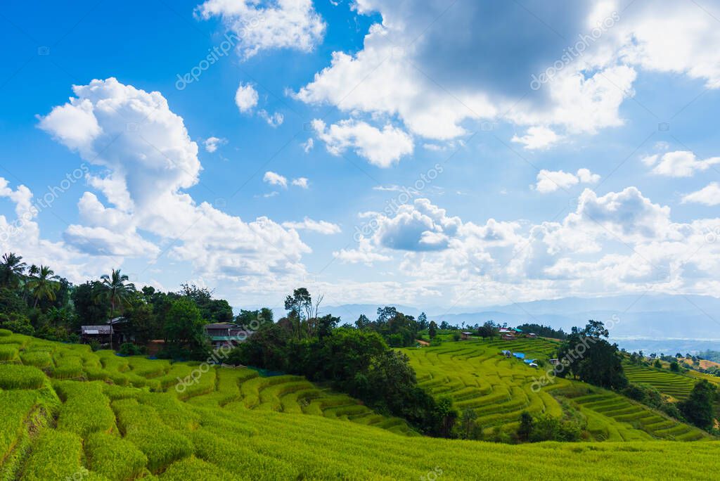 Image of beauty sunny day on the terraced golden rice field with sky and mountain in background at Baan Pa Bong Pieng village in Mae Chaem district Chiang Mai,Thailand.