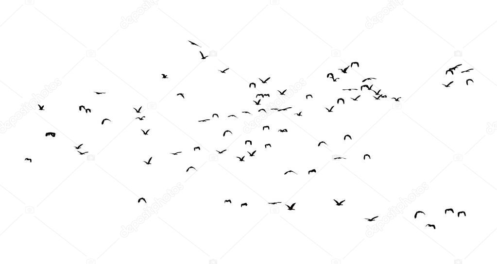 Group of flying duck teal isolated on white .