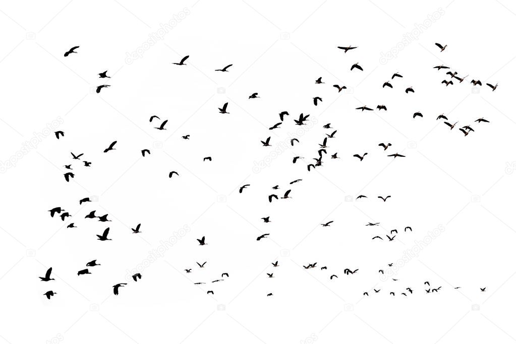 Group of flying duck teal isolated on white background.