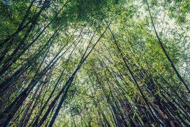 Sabah güneşli yeşil bambu ormanının klasik ton görüntüsü