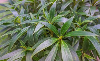 Arkaplan kullanımı için yeşil yaprak duvarının resmi.