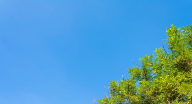 Yeşil ağaç ve açık mavi gökyüzü görüntüsü .