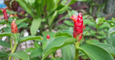 Hintli Kızıl Çiçekler, Costus Specosus (J.Koenig) Sm.