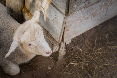 Metin için kopyalama alanı ile birlikte sağ tarafa bakan kuzu resmi.