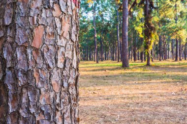 Arka plan kullanımı için çam ağacı ormanının eski ton görüntüsü.