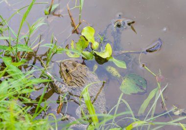 Gün içinde kurbağanın yakın çekim görüntüsü.
