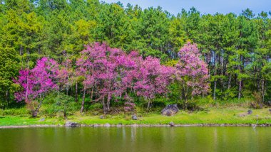 Vahşi Himalaya Kiraz Çiçeği (Tayland 'ın Sakurası), Chiang Mai Tayland .