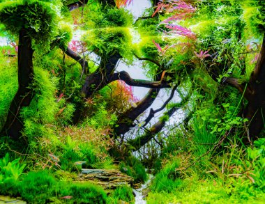 İçinde çeşitli su bitkileri bulunan akvaryum tankının görüntüsünü kapat..