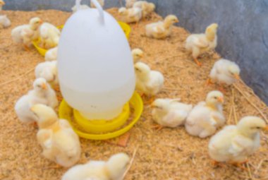 Moden tarım endüstrisinde arka plan kullanımı için tavuğun bulanık görüntüsü.