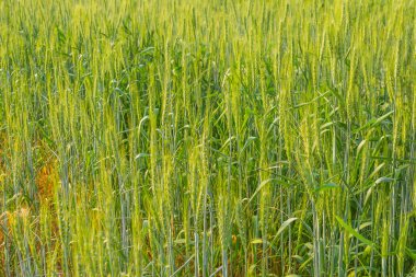 Armut için yeşil arpa tarlası gündüz görüntüsü