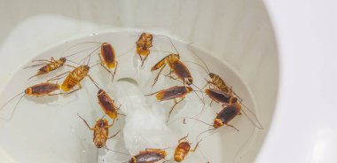 Bir grup ölü hamamböceği tuvalette. .