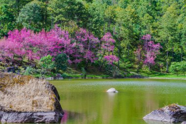 Vahşi Himalaya Kiraz Çiçeği (Tayland 'ın Sakurası), Chiang Mai Tayland .