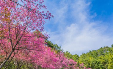 Vahşi Himalaya Kiraz Çiçeği (Tayland 'ın Sakurası), Chiang Mai Tayland .