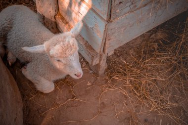 Metin için kopyalama alanı ile birlikte sağ tarafa bakan kuzu resmi.