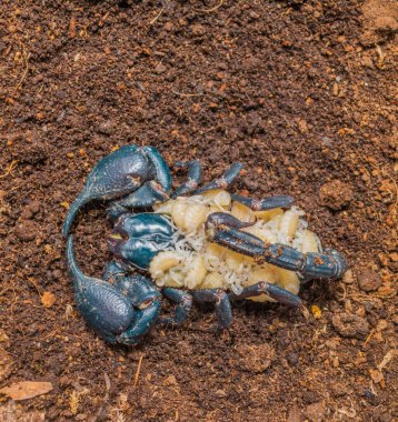 Dev akrep ve sırtında bebek resmi .