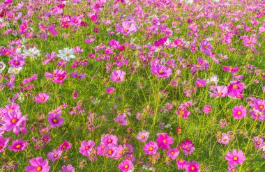 Arka plan kullanımı için Mor Kozmos Grubu 'nun görüntüsü.