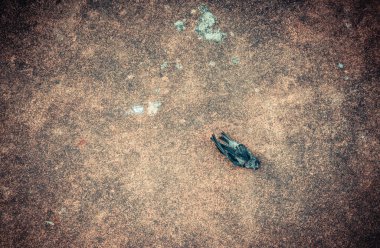 Yerdeki ölü serçenin klasik ton görüntüsü.