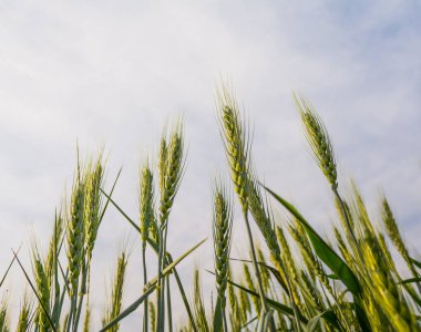 Armut için yeşil arpa tarlası gündüz görüntüsü