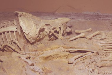 Triceratops fosil dinozor iskelet model oyuncağı kaya arka planda.