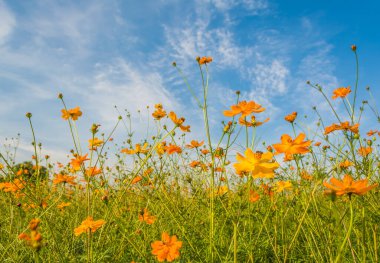 Turuncu ve sarı kozmosun gündüz bahçedeki çiçekleri ve arka plandaki mavi gökyüzünü resmediyorum..