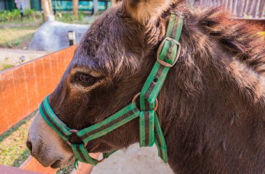 Eşek suratlı yakın çekim görüntüsü .