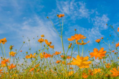 Turuncu ve sarı kozmosun gündüz bahçedeki çiçekleri ve arka plandaki mavi gökyüzünü resmediyorum..