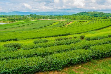 Boon Rawd Çiftliği 'ndeki çay tarlası görüntüsü Tayland' ın en büyük çay üretiminden biridir, Chiang Rai.