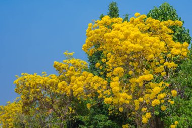 Altın ağaç (Sarı pui) gündüz vaktinde ve arkaplan için açık mavi gökyüzü.