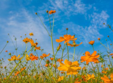 Turuncu ve sarı kozmosun gündüz bahçedeki çiçekleri ve arka plandaki mavi gökyüzünü resmediyorum..