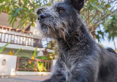 Gri sevimli sokak köpeğinin gündüz görüntüsü .