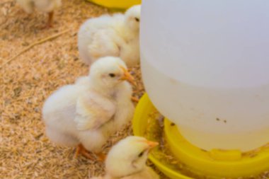 Moden tarım endüstrisinde arka plan kullanımı için tavuğun bulanık görüntüsü.