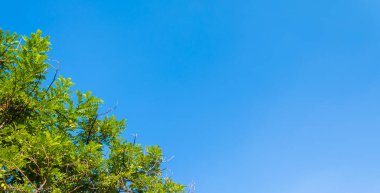 Yeşil ağaç ve açık mavi gökyüzü görüntüsü .