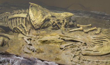 Triceratops fosil dinozor iskelet model oyuncağı kaya arka planda.