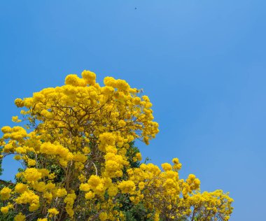Altın ağaç (Sarı pui) gündüz vaktinde ve arkaplan için açık mavi gökyüzü.