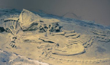 Triceratops fosil dinozor iskelet model oyuncağı kaya arka planda.