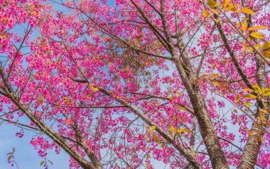 Vahşi Himalaya Kiraz Çiçeği (Tayland 'ın Sakurası), Chiang Mai Tayland .