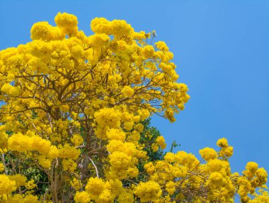 Altın ağaç (Sarı pui) gündüz vaktinde ve arkaplan için açık mavi gökyüzü.