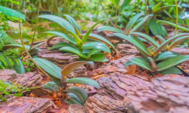 Çiftlik alanındaki Habenaria görüntüsü .