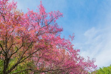 Vahşi Himalaya Kiraz Çiçeği (Tayland 'ın Sakurası), Chiang Mai Tayland .