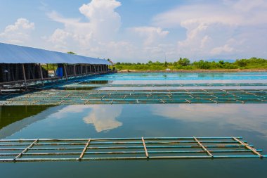 Canlı kabuklu yengeç çiftliğinin gündüz görüntüsü.