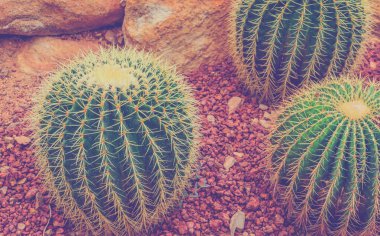 Klasik ton, kaktüs dokusunun yakın çekim görüntüsü.
