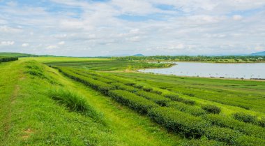 Boon Rawd Çiftliği 'ndeki çay tarlası görüntüsü Tayland' ın en büyük çay üretiminden biridir, Chiang Rai.