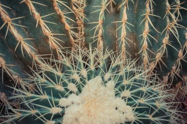 Kaktüs dokusunun yakın çekim görüntüsü .