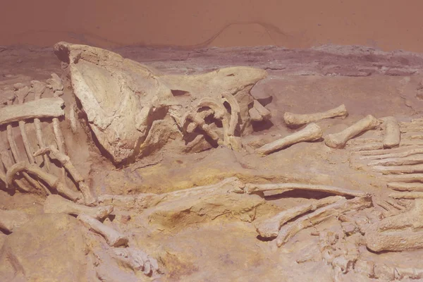 Triceratops fosil dinozor iskelet model oyuncağı kaya arka planda.