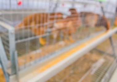 Moden tarım endüstrisinde arka plan kullanımı için tavuğun bulanık görüntüsü.